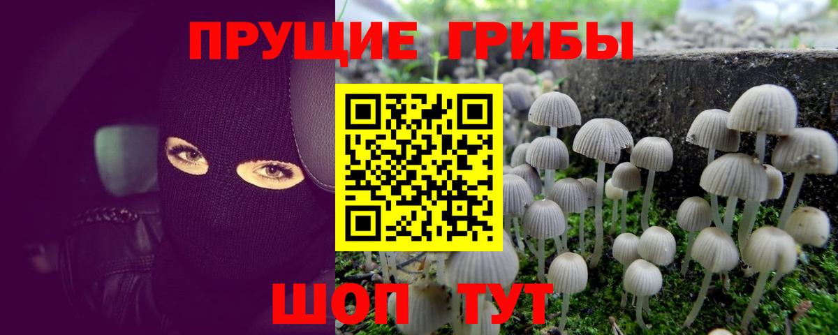 Волоколамск  Галлюциногенные грибы Cubensis  Вход с VPN 
